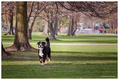 Frühling an der Alster I