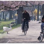 Frühling an der Alster II