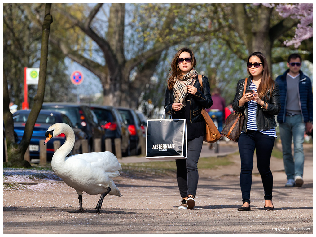 Frühling an der Alster III