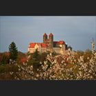 Frühling an der Altenburg