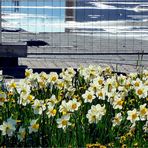 Frühling an der Baustelle