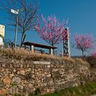 Frühling an der Bergstraße 2014