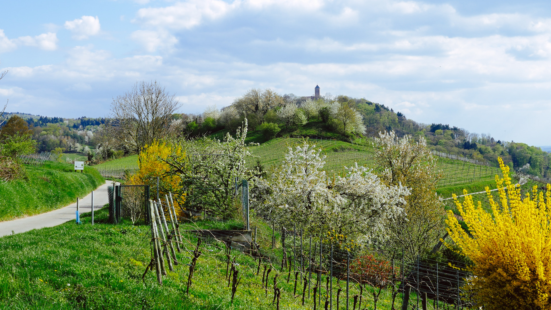 Frühling an der Bergstraße 2016