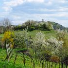 Frühling an der Bergstraße 2016