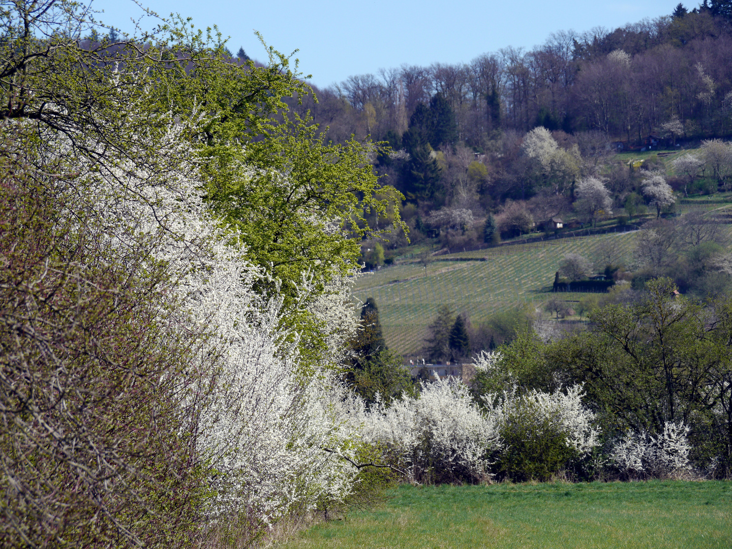 Frühling an der Bergstraße