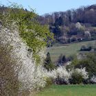 Frühling an der Bergstraße