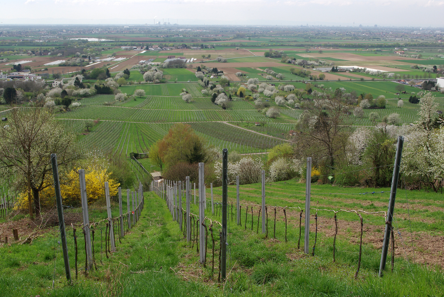 Frühling an der Bergstraße