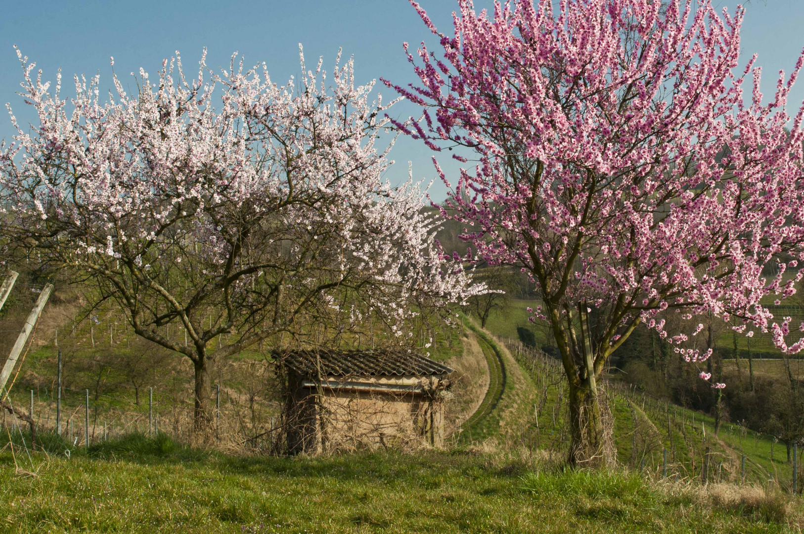 Frühling an der Bergstrasse (Südhessen)