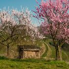 Frühling an der Bergstrasse (Südhessen)