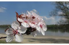 Frühling an der Donau