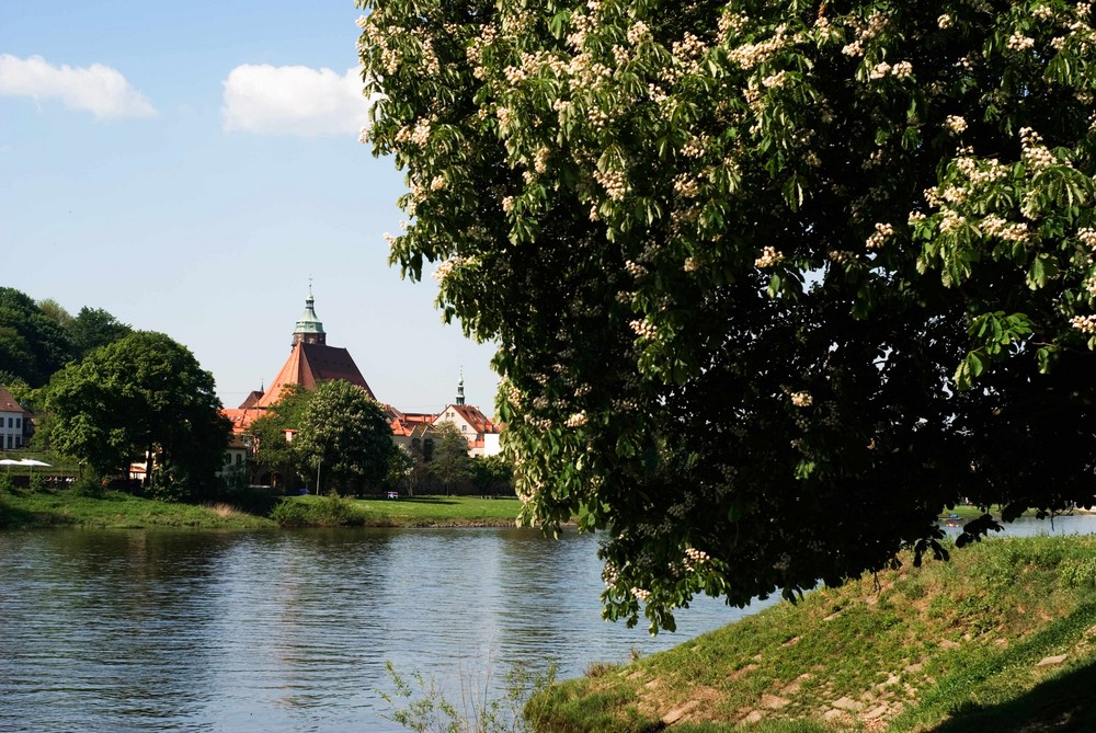 Frühling an der Elbe 4