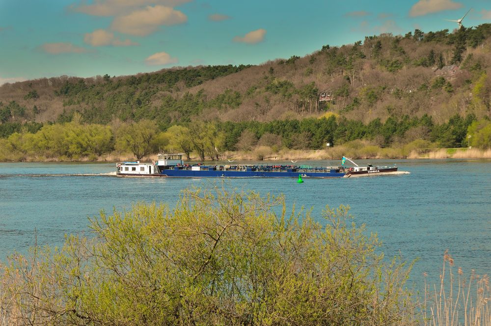 Frühling an der Elbe