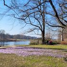 Frühling an der Elbe