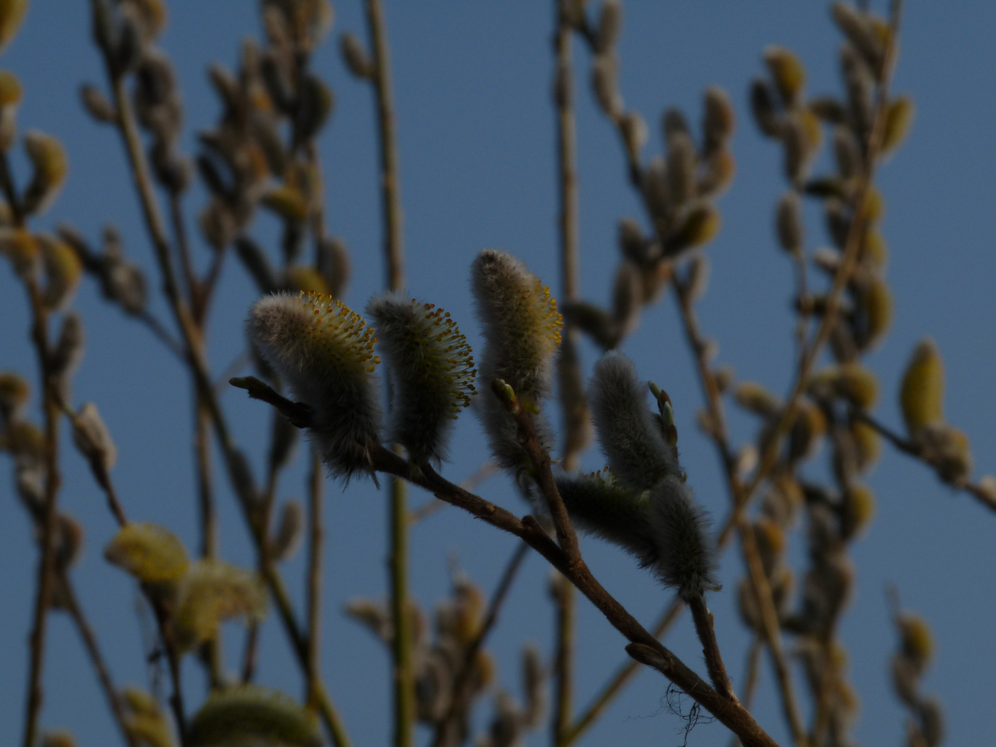 Frühling an der Elbe