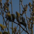 Frühling an der Elbe