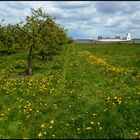 Frühling an der Elbe