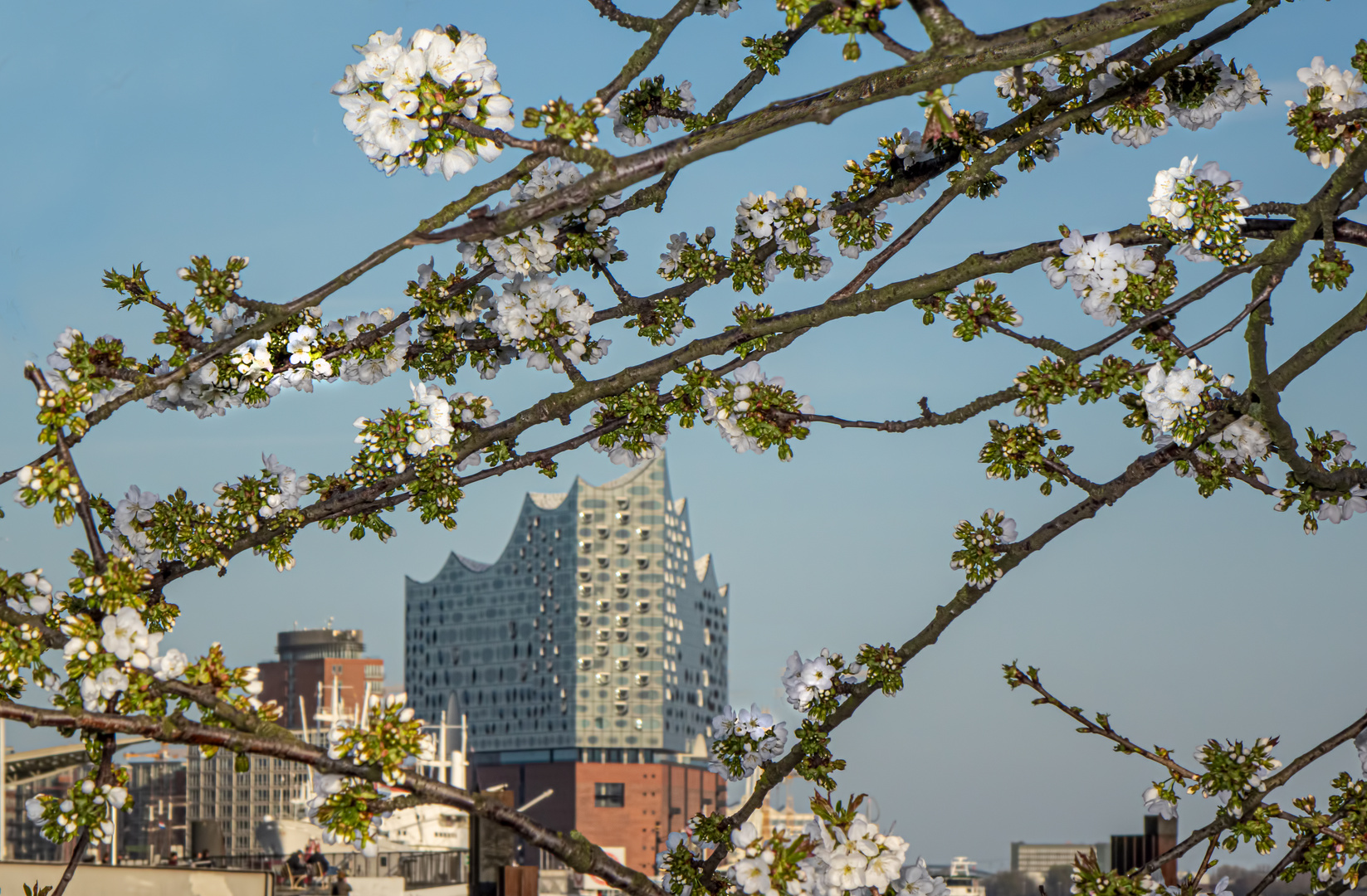 Frühling an der Elphi