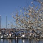 Frühling an der Flensburger Förde