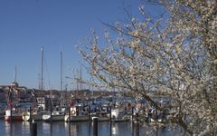 Frühling an der Flensburger Förde