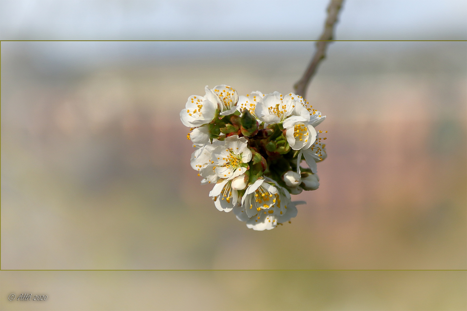 Frühling an der Göltzschtalbrücke