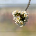 Frühling an der Göltzschtalbrücke