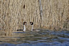 Frühling an der Havel