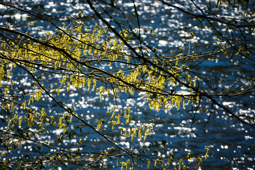 Frühling an der Ilz 5