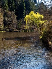 Frühling an der Ilz