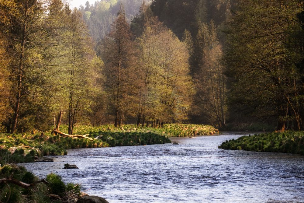  Frühling an der Ilz 8