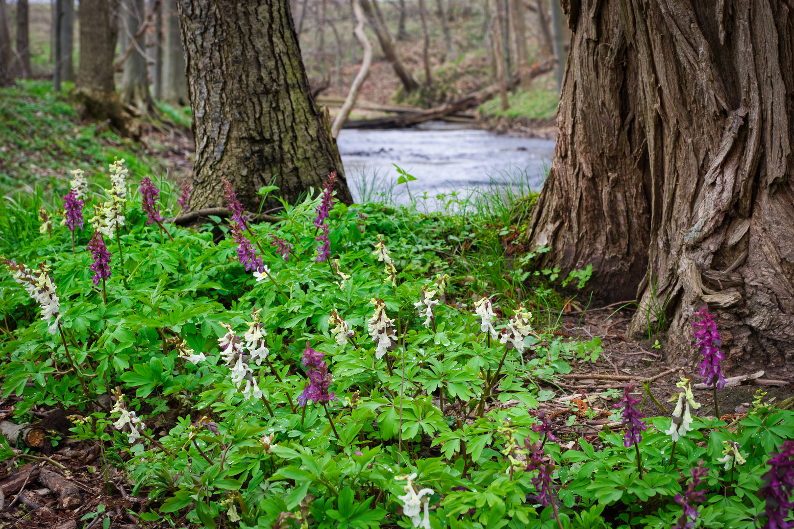 Frühling an der Kleinen Beeke