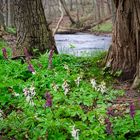 Frühling an der Kleinen Beeke