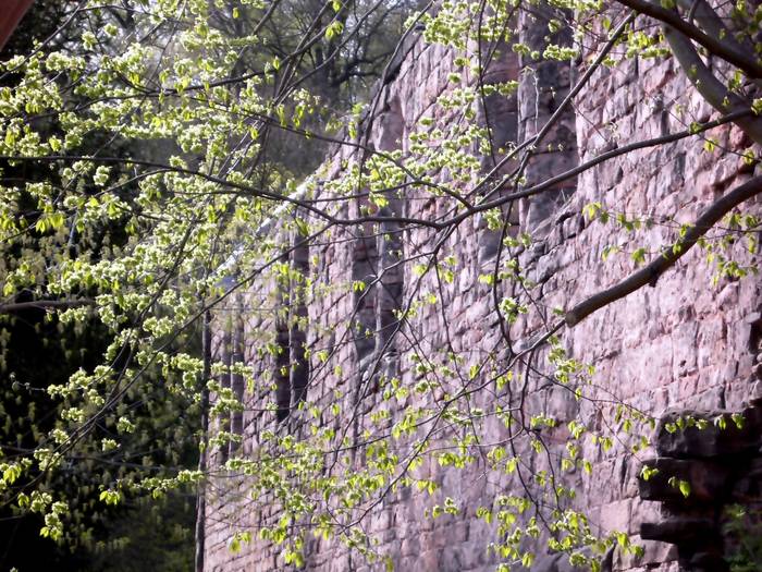 Frühling an der Klosterruine