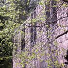 Frühling an der Klosterruine