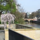 Frühling an der Leine