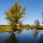 Frühling an der Lippe 001