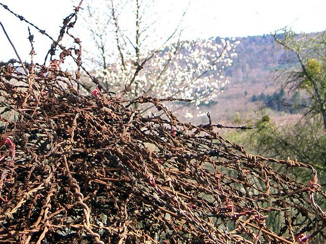 Frühling an der Maginot-Linie in Lembach (F)