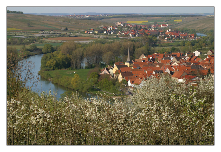 Frühling an der Mainschleife