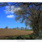 Frühling an der Mecklenburgischen Seenplatte (1)