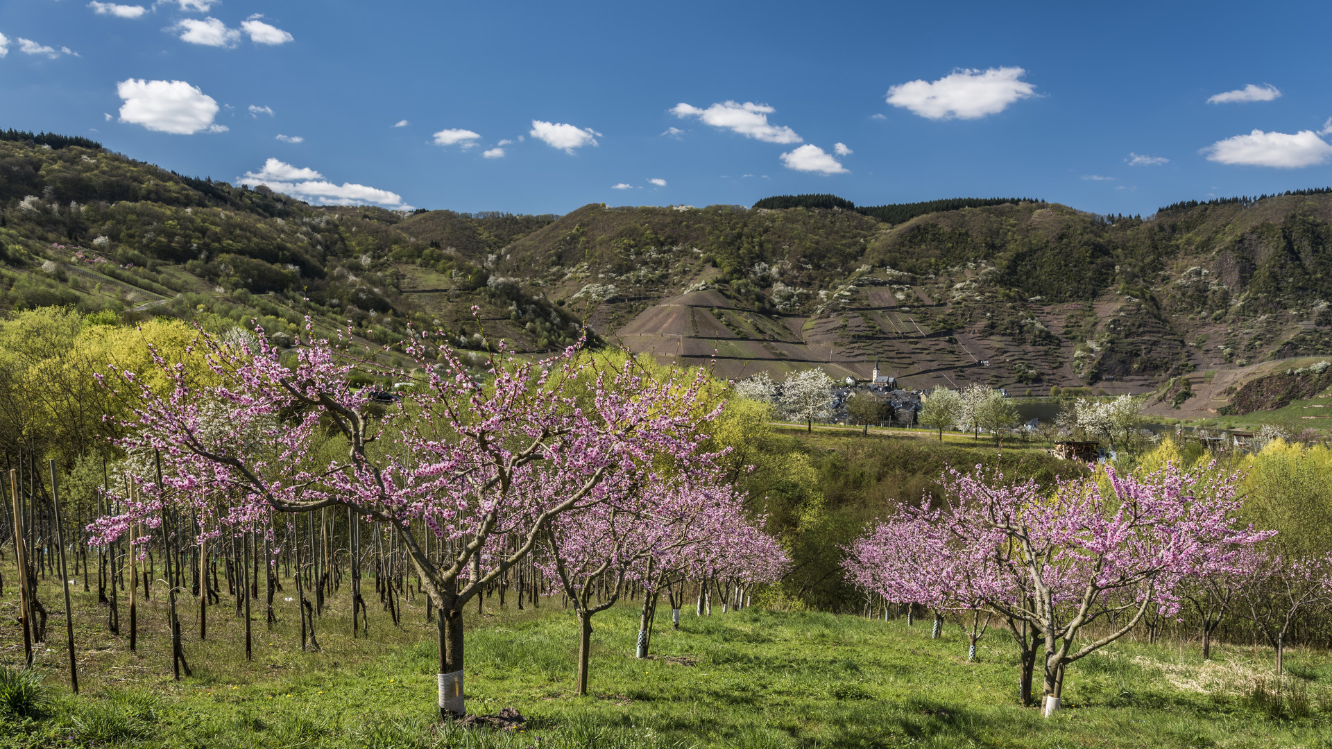 *Frühling an der Mosel*