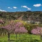 *Frühling an der Mosel*