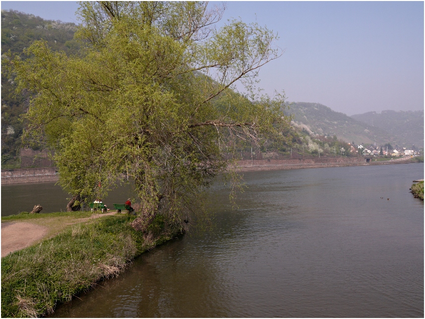 Frühling an der Mosel bei Treis-Karden