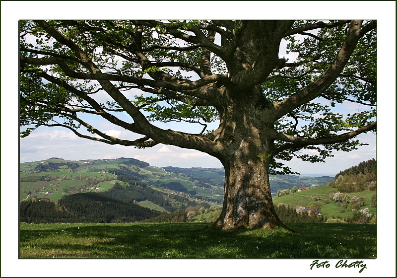 Frühling an der Moststrasse