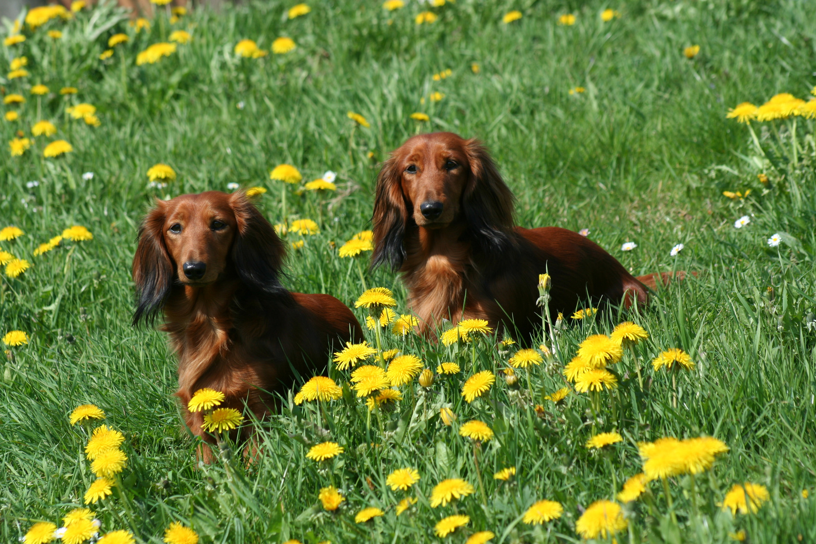 Frühling an der Nordsee