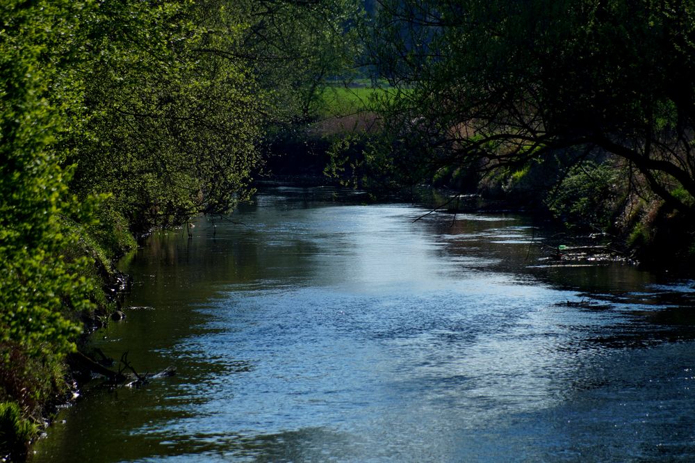 Frühling an der Oker 1