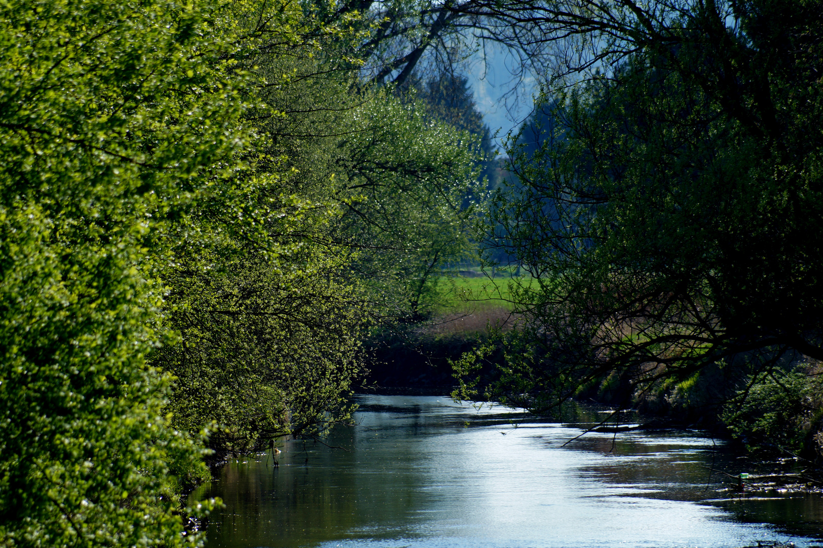 Frühling an der Oker 2