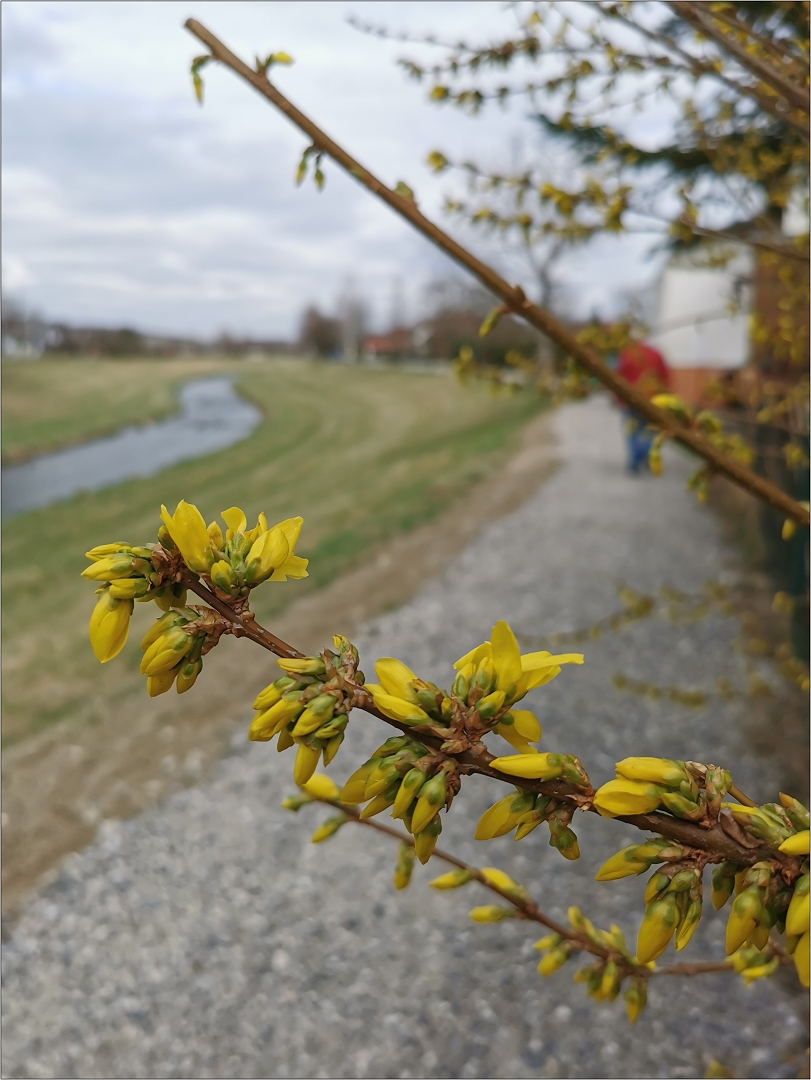 Frühling an der Perschling