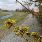 Frühling an der Perschling