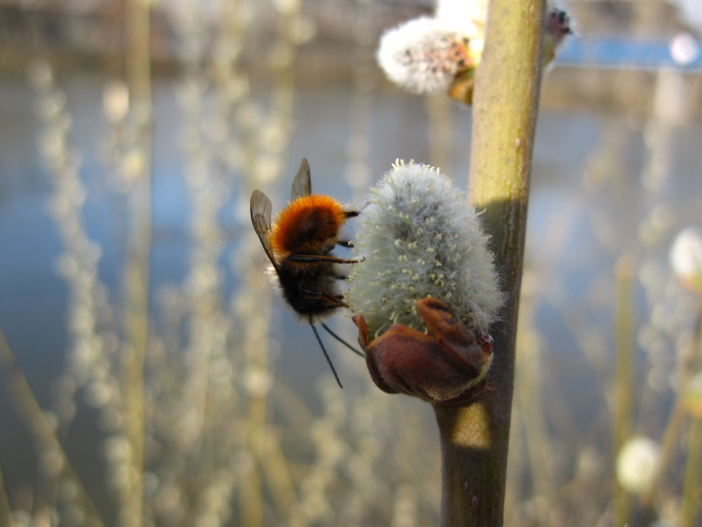 Frühling an der Saale