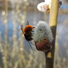 Frühling an der Saale