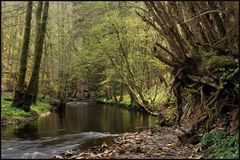 *Frühling an der Salm*